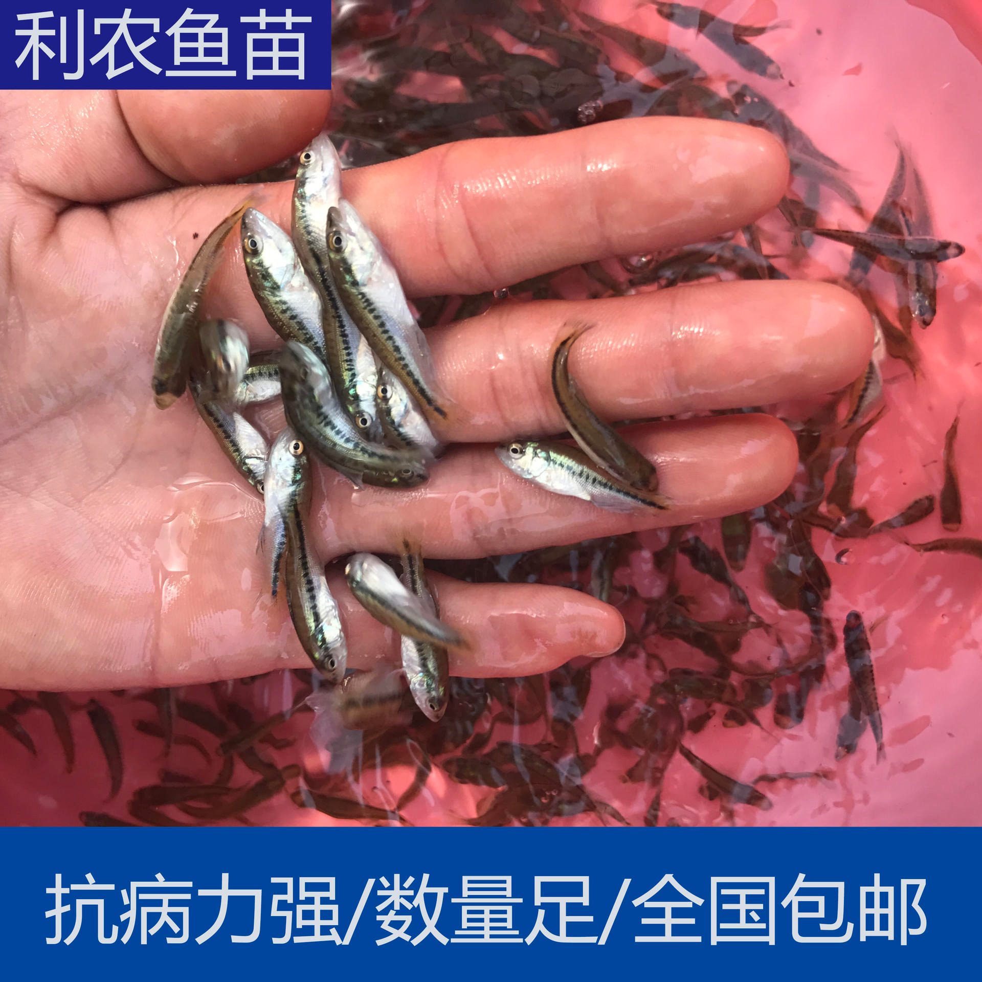 包邮包活 福州长乐淡水加州鲈鱼苗批发价格 5cm鲈鱼苗养殖基地 大量出售