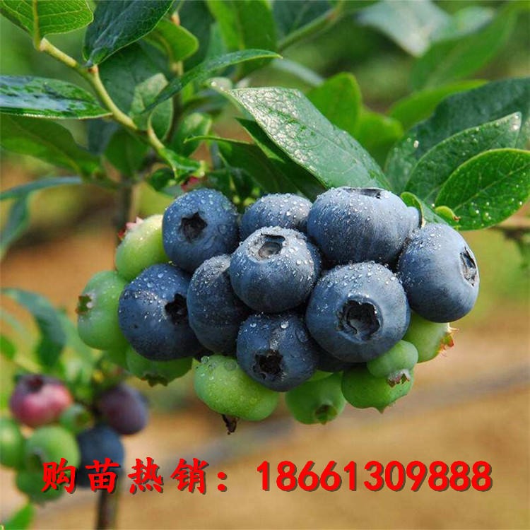 公爵蓝莓苗价格 蓝丰蓝莓苗基地 都克蓝莓成苗种植方法