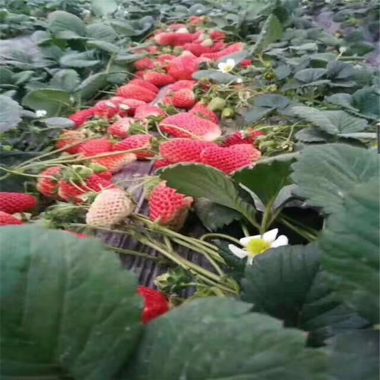 甜查理草莓苗 兴红农业草莓苗基地 草莓苗价格实惠