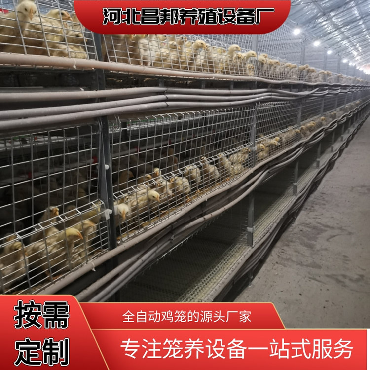 隔断鸡笼 立式肉鸡笼 昌邦 供应养殖笼具 常年出售