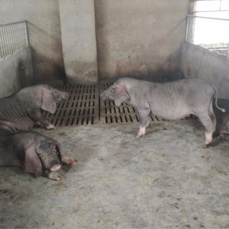 梅山猪养殖场 小母猪仔10多斤 纯种梅山母猪20斤 六白梅山母猪苗30公斤