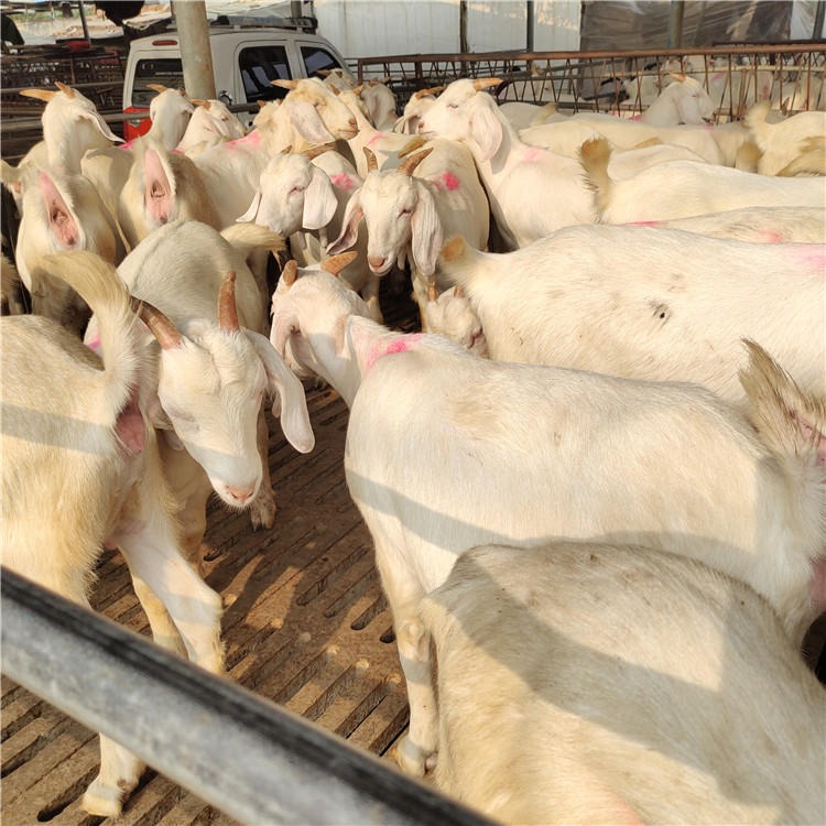 黑山羊 白山羊 育肥羊羔出售价位 厂家直销 正宗白山羊 龙翔牧业
