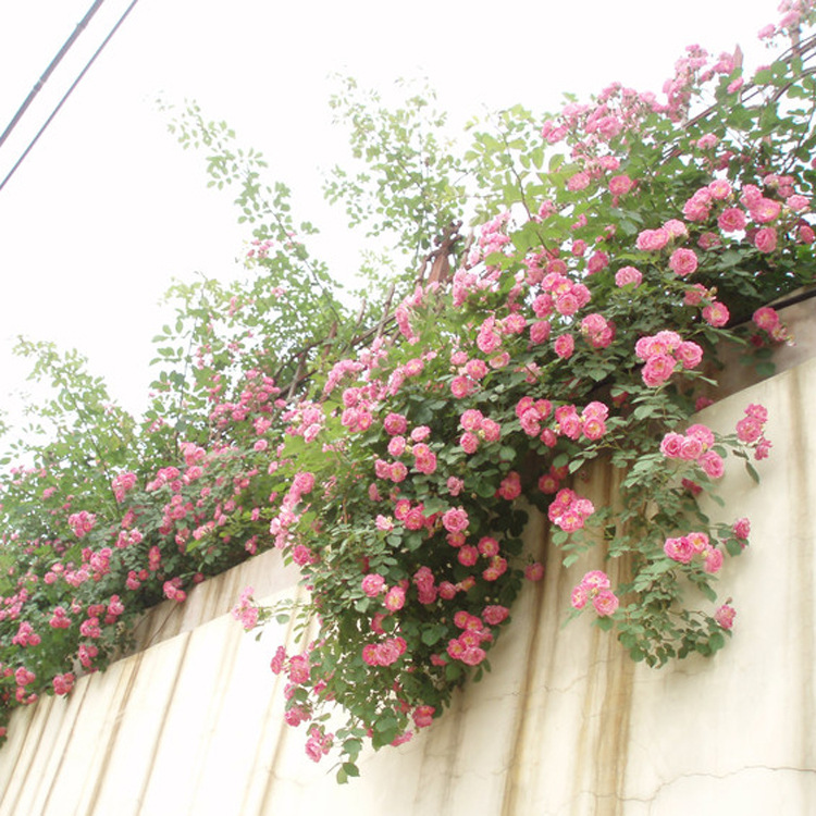 基地直销 各种藤本植物  优质爬墙梅红花蔷薇四季开花 爬墙蔷薇示例图16