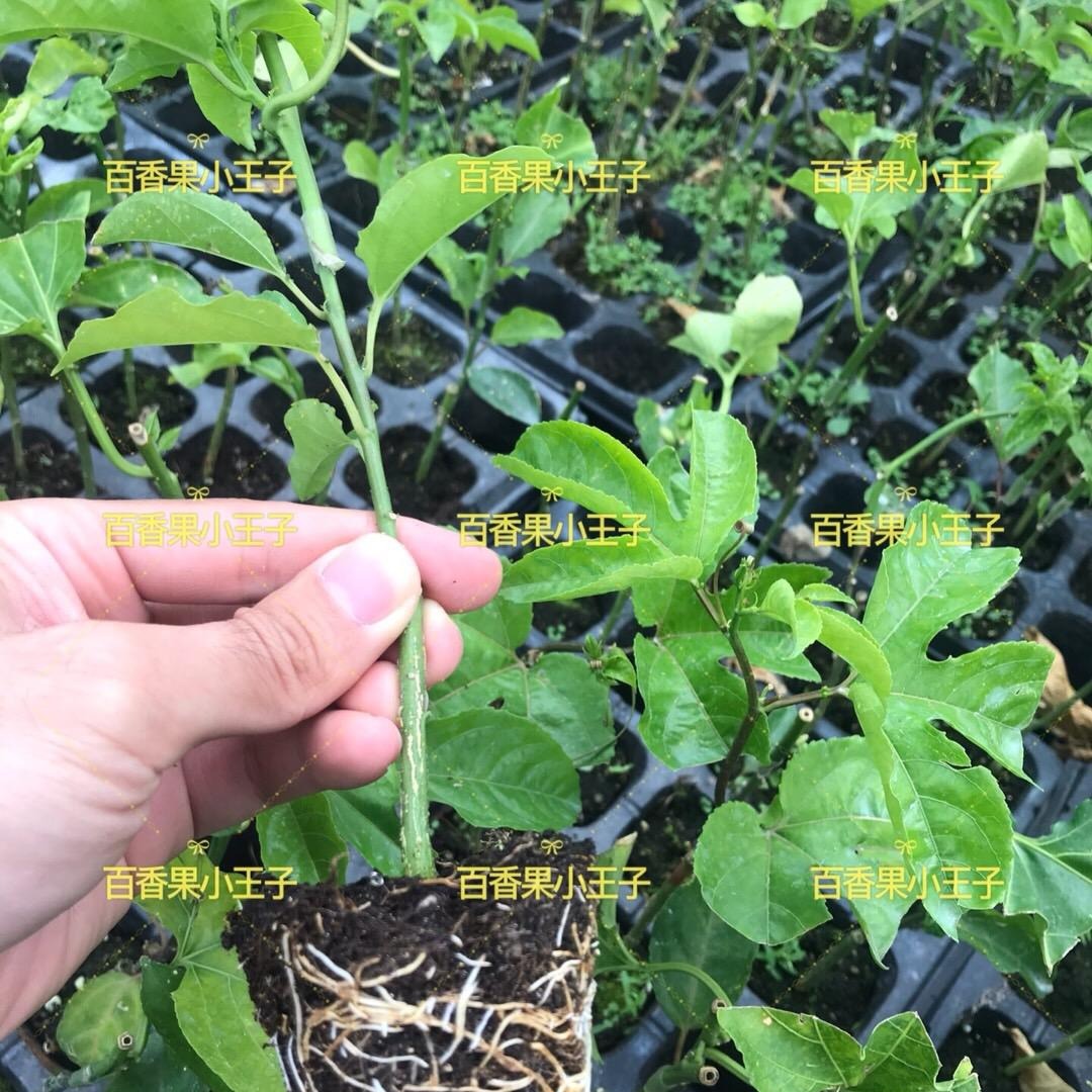 台湾台农百香果批发种苗