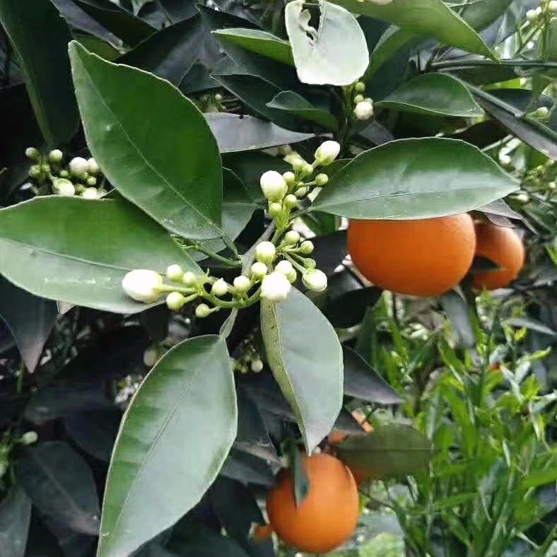 秘橙   秘橙苗  湘西秘橙 柑桔新品种  脐橙新品种