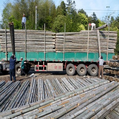 京西竹业 各大量批发供应5米6米粗竹杆 工地施工搭蘑菇架子竹杆