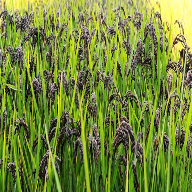 黑米种子红米种子新种五彩稻谷种子黑稻谷种子优质高产无染色外黑内白图片
