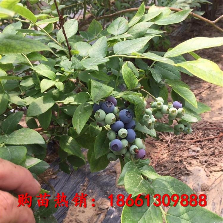 薄雾蓝莓苗价格 三年薄雾蓝莓苗基地 蓝莓成苗价格优惠