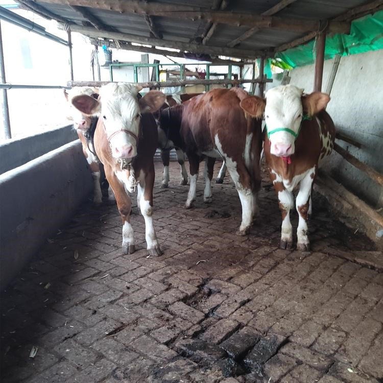 铜陵肉牛犊 通凯牧业 包养活 西门塔尔牛 肉牛犊养殖场图片