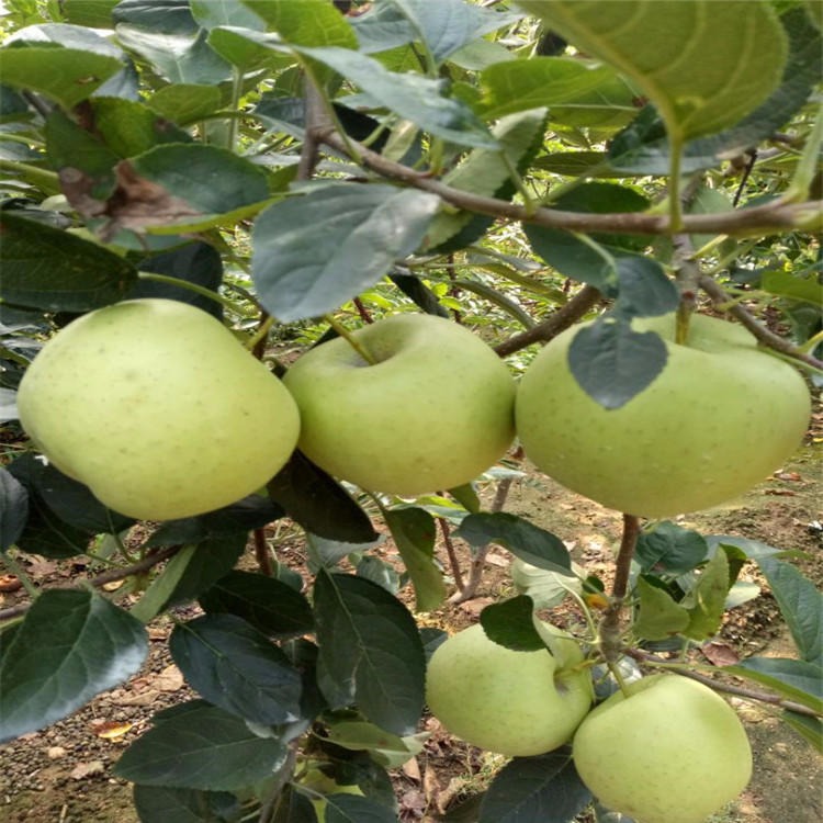 美国8号 中秋王 瑞阳 瑞雪苹果树苗基地提供种植技术 苹果苗销售价格查询