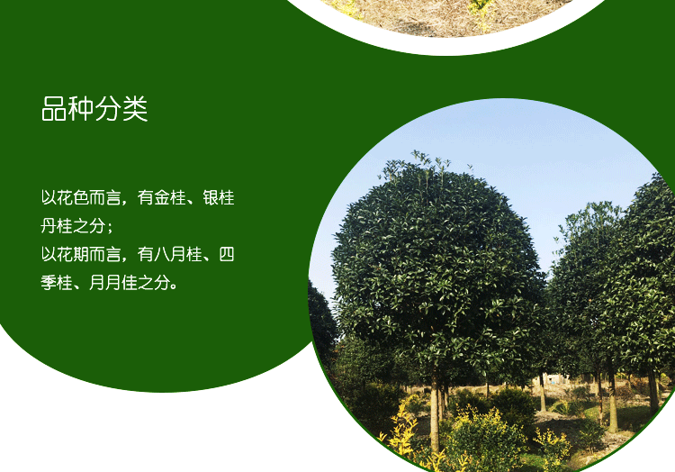 基地批发桂花树 园林绿化工程苗 常绿乔木花卉 八月桂花盆栽示例图5