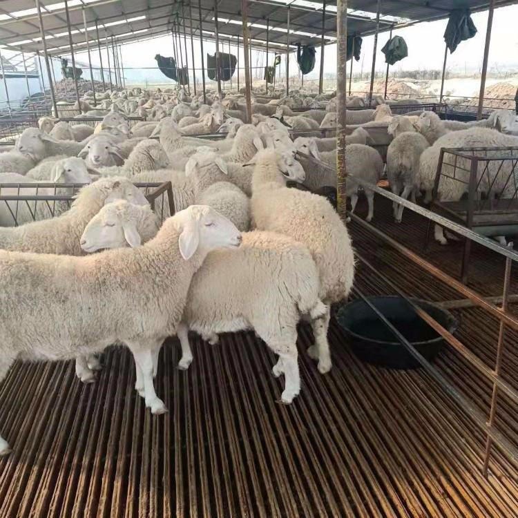 青年湖羊 通凯 纯种湖羊养殖场批发出售小母羊 湖羊羊犊图片