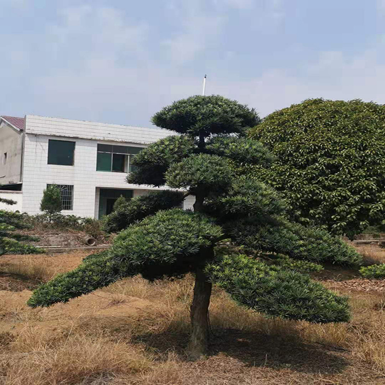 造型罗汉松苗木 盆景罗汉松  日本造型罗汉松  天诚苗圃
