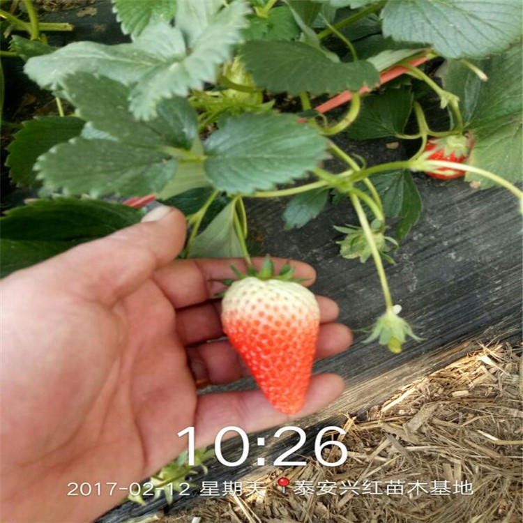 章姬草莓苗出售、新品种章姬草莓苗、章姬草莓苗价格