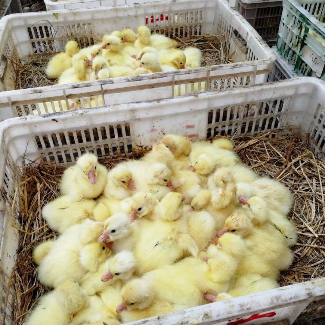 今年的鹅苗一只价格 蛋鹅大头黑鹅苗  大品种三花杂交白鹅雏图片