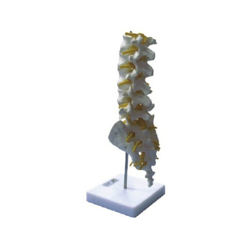 腰椎模型实训考核装置  腰椎模型实训设备 腰椎模型综合实训台