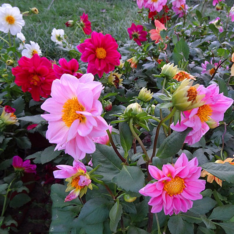 玖阳小丽花种子    多年生观赏草花种子    阳台盆栽庭院绿化四季易种花籽图片