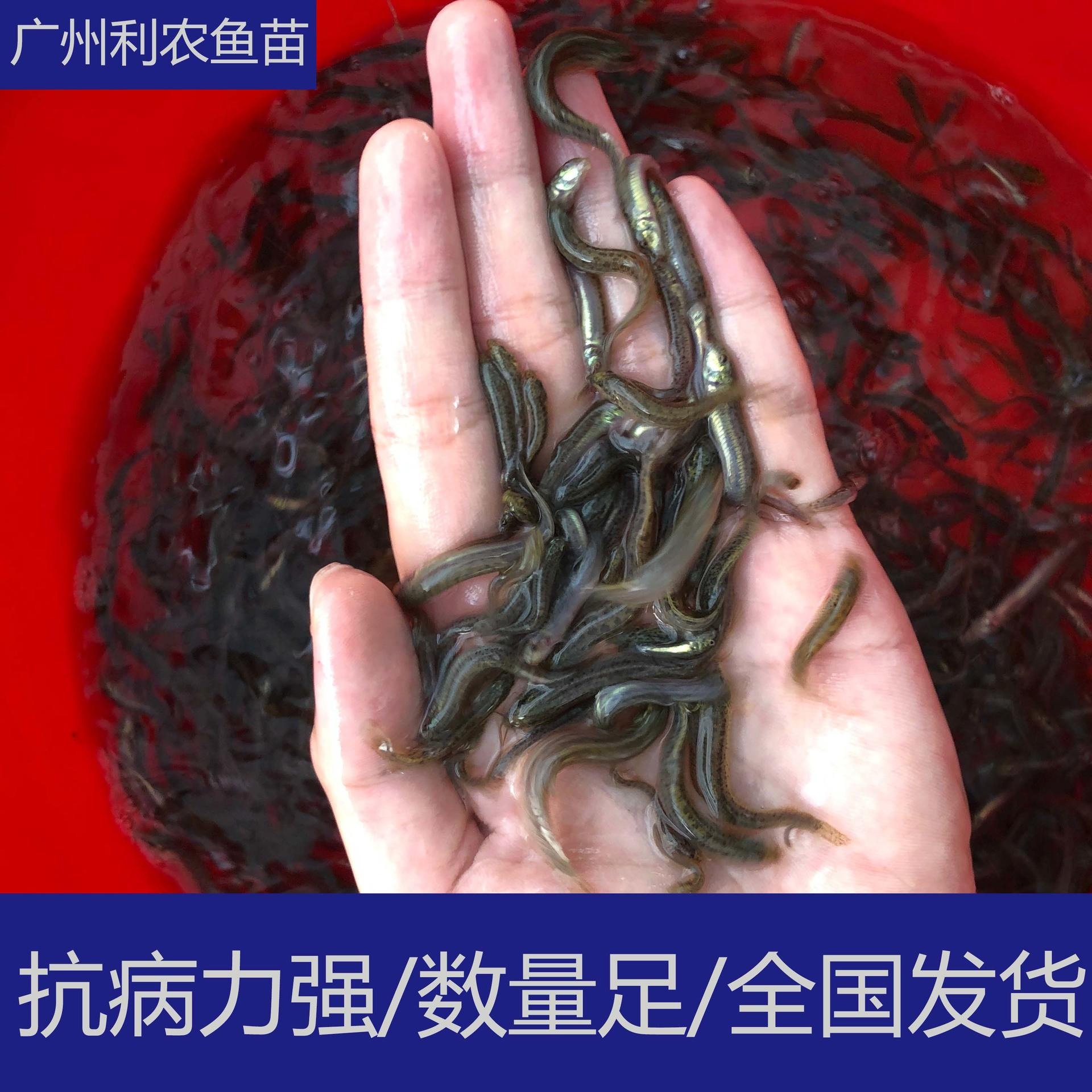 苗场直供 广东佛山台湾泥鳅苗出售 4-5cm泥鳅鱼苗养殖场