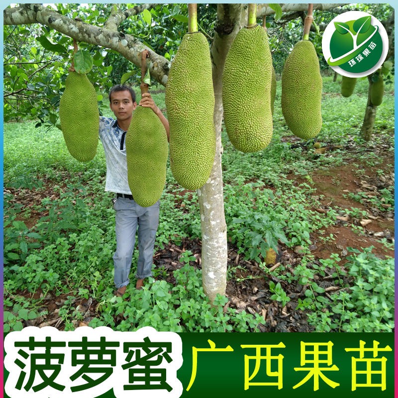 广东惠州马来西亚一号菠萝蜜苗场马来西亚一号菠萝蜜苗新品种马来西亚一号菠萝蜜苗杯苗地苗盆栽