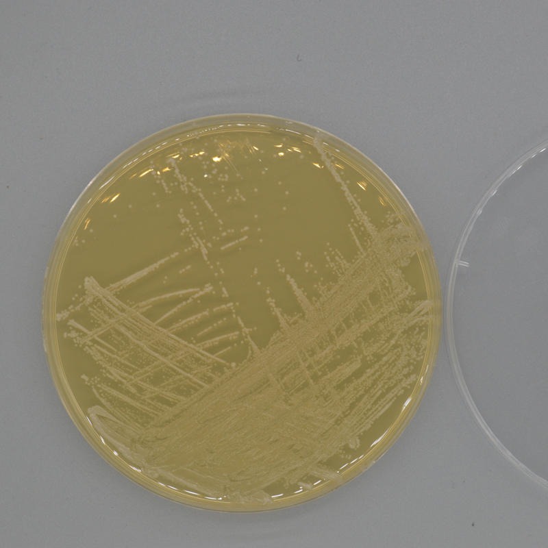 高地芽胞杆菌 芽胞杆菌 芽胞杆菌属 冻干粉 可定制 可活化 用于麻发酵 SHBCC D24579 上海保藏