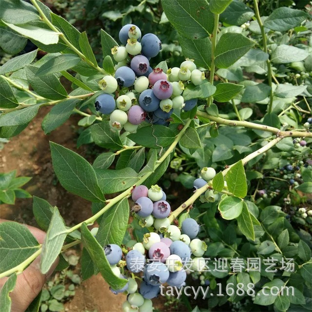 蓝莓苗 品种蓝莓苗个头大 兔眼 黑珍珠 三年营养钵蓝莓树苗
