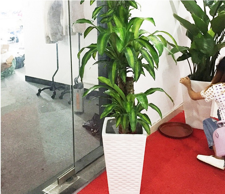 巴西木巴西铁盆栽 办公室室内绿植植物 树盆景绿植吸粉尘绿植示例图13