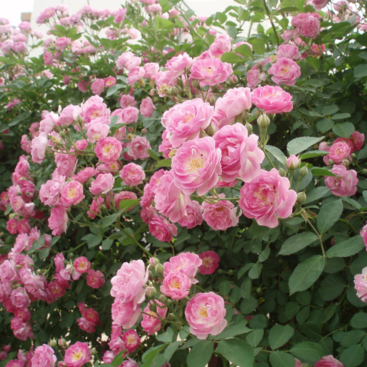 基地直销 各种藤本植物  优质爬墙梅红花蔷薇四季开花 爬墙蔷薇示例图8