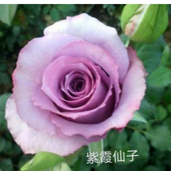 新娘玫瑰苗基地报价   多季开花玫瑰种苗批发  量大优惠图片