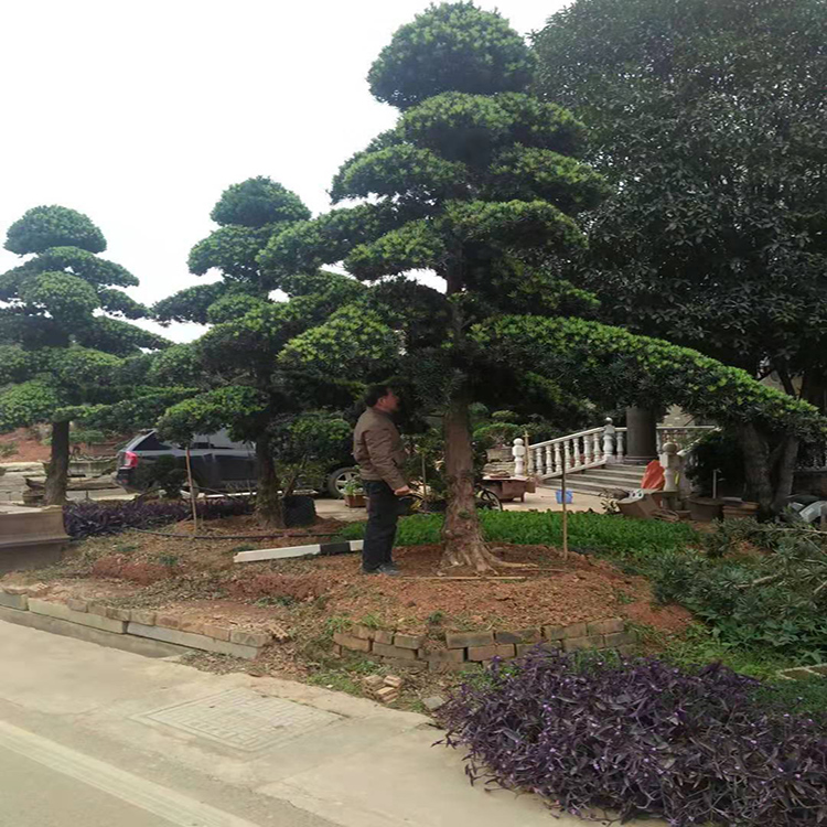 造型罗汉松苗木基地 日本罗汉松造型技术 35公分造型罗汉松 树巧缝苗木