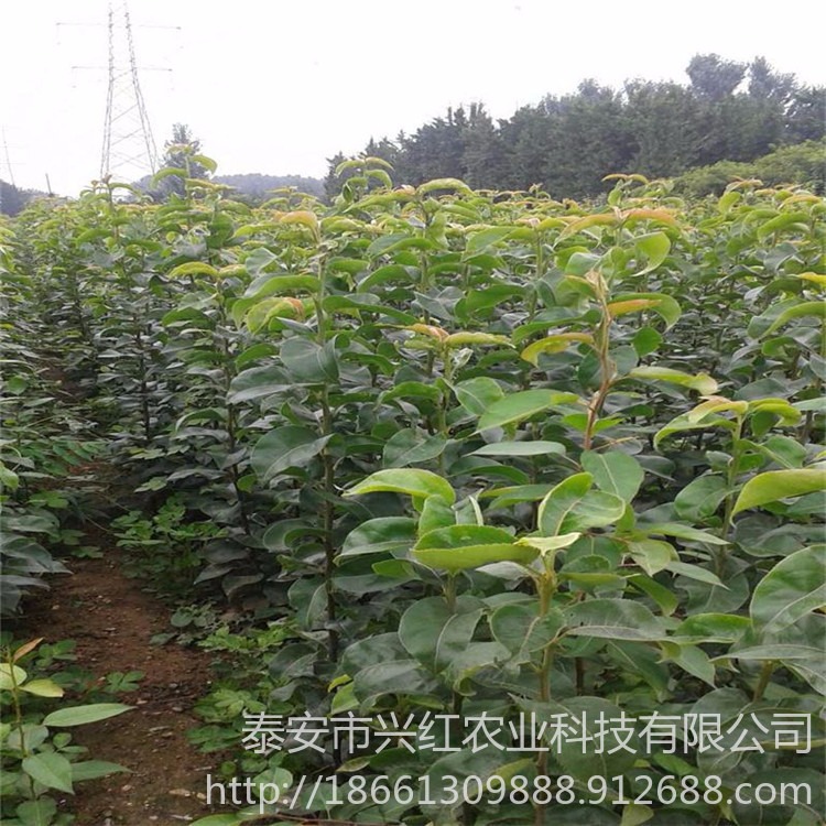 兴红农业培育基地 提供技术指导 2公分新梨七号梨苗批发