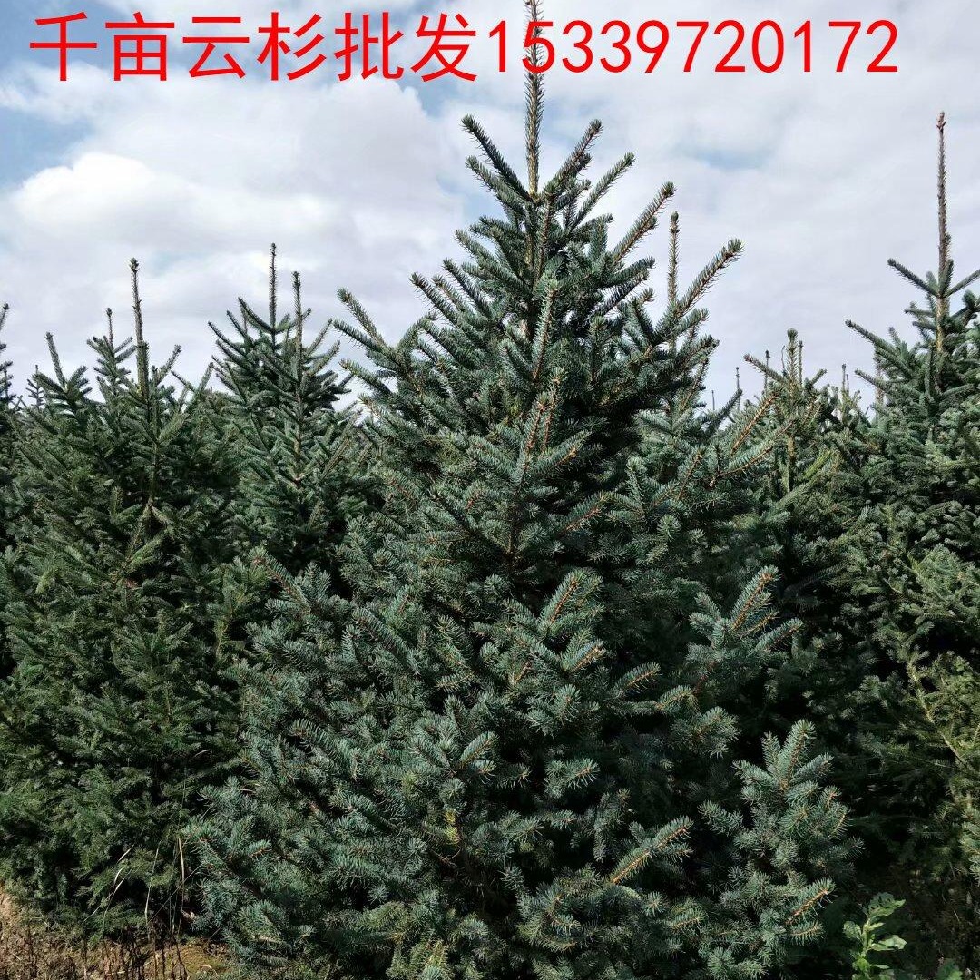 甘肃云杉-1米2米3米4米云杉自家种植多一手货源供苗