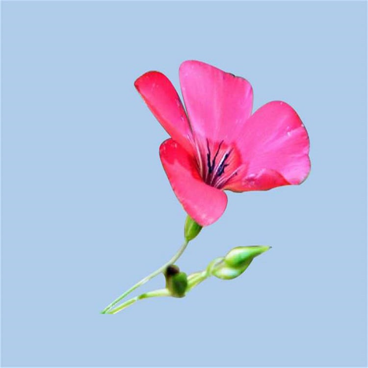 品农供应红亚麻种子花色鲜艳花型秀丽花籽发芽率高图片