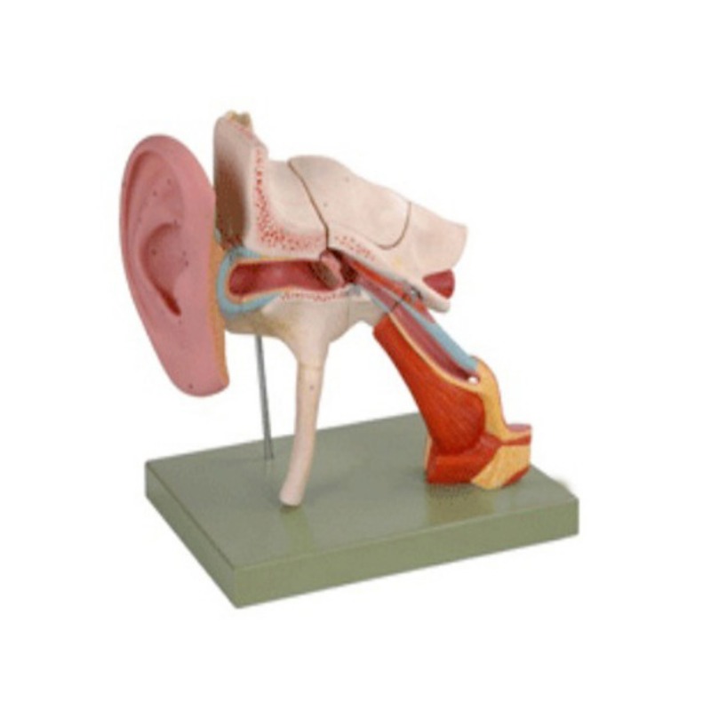 耳结构放大模型实训考核装置  耳结构放大模型实训设备  耳结构放大模型综合实训台