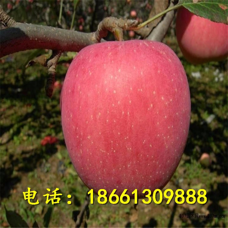柱状矮化苹果苗 规格1-3公分苹果苗 兴红农业基地出售高产柱状苹果苗 鸡心苹果苗