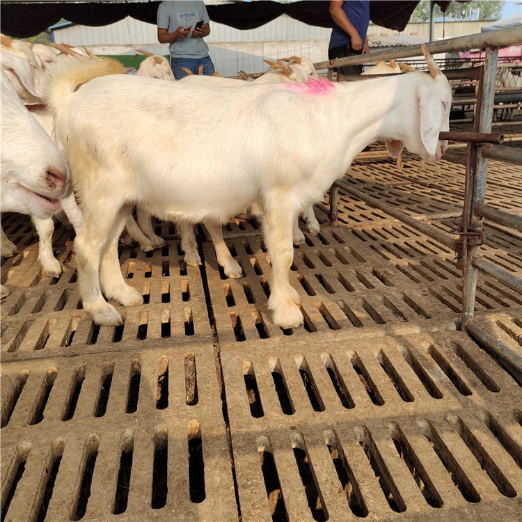 白山羊羊苗批发-白山羊肉羊价格-白山羊养殖技术-白山羊正宗-龙翔牧业