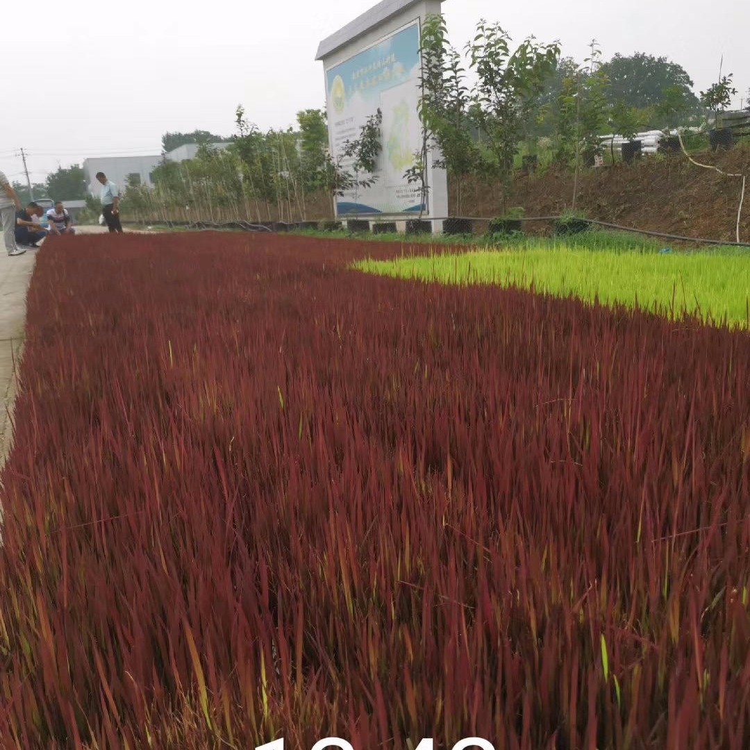 博伦稻田画水稻彩色水稻种子 紫色水稻种子批发 黑色水稻种子价格 多彩水稻种子图片