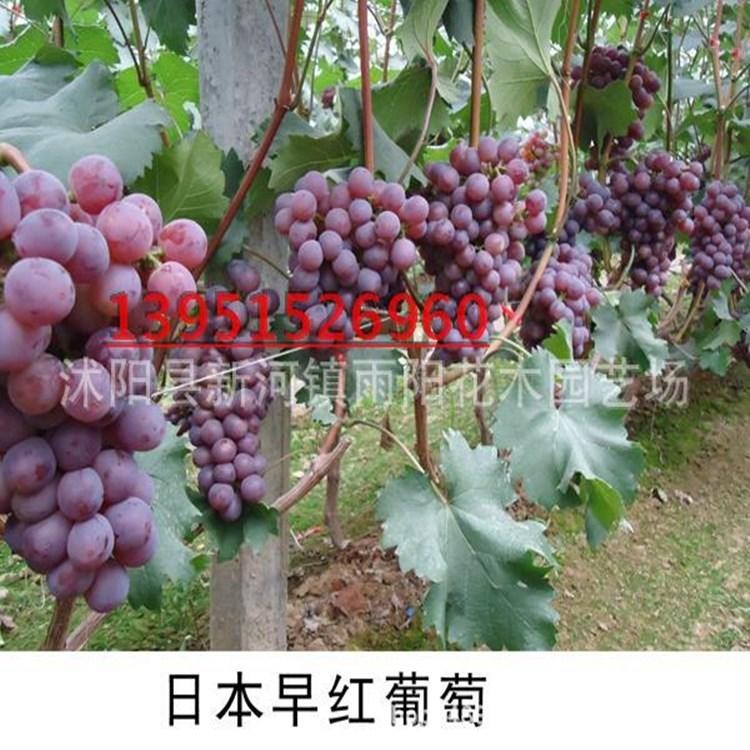 葡萄新品种早熟红玫瑰葡萄苗，基地直销，葡萄喵批发葡萄苗图片