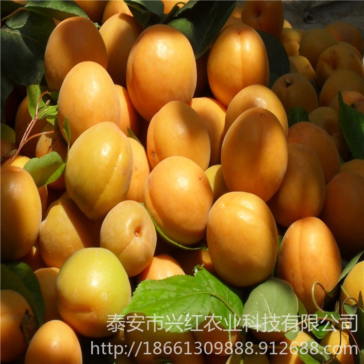 金太阳杏树苗 凯特杏树苗提供种植指导 杏树苗厂家直销图片
