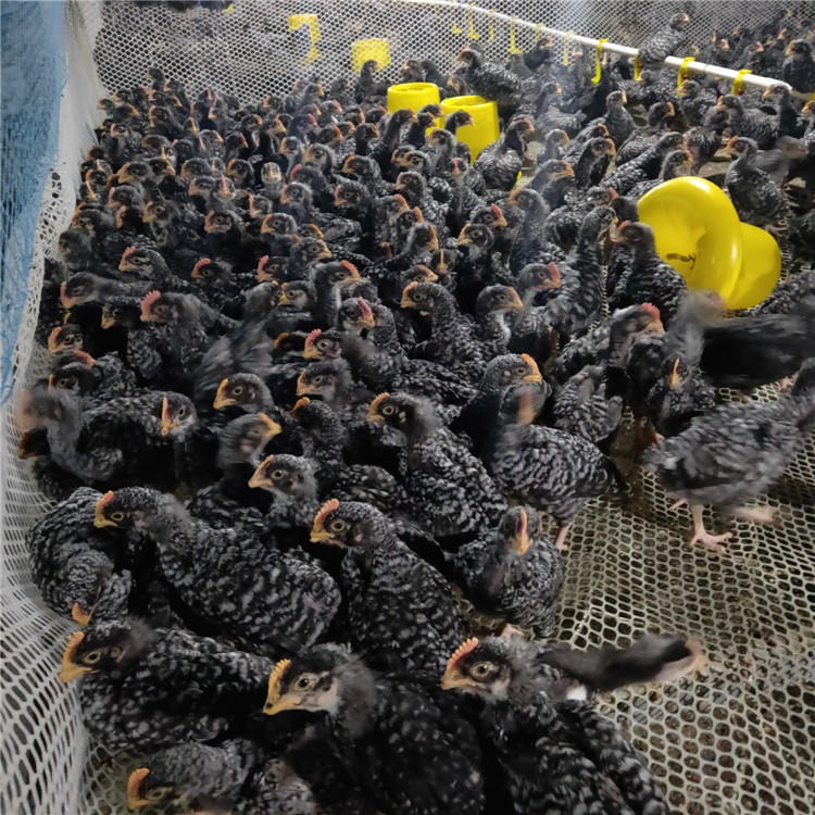 出售芦花鸡  正宗芦花鸡苗养殖 龙翔 纯种乌鸡苗价格 珍珠鸡苗养殖