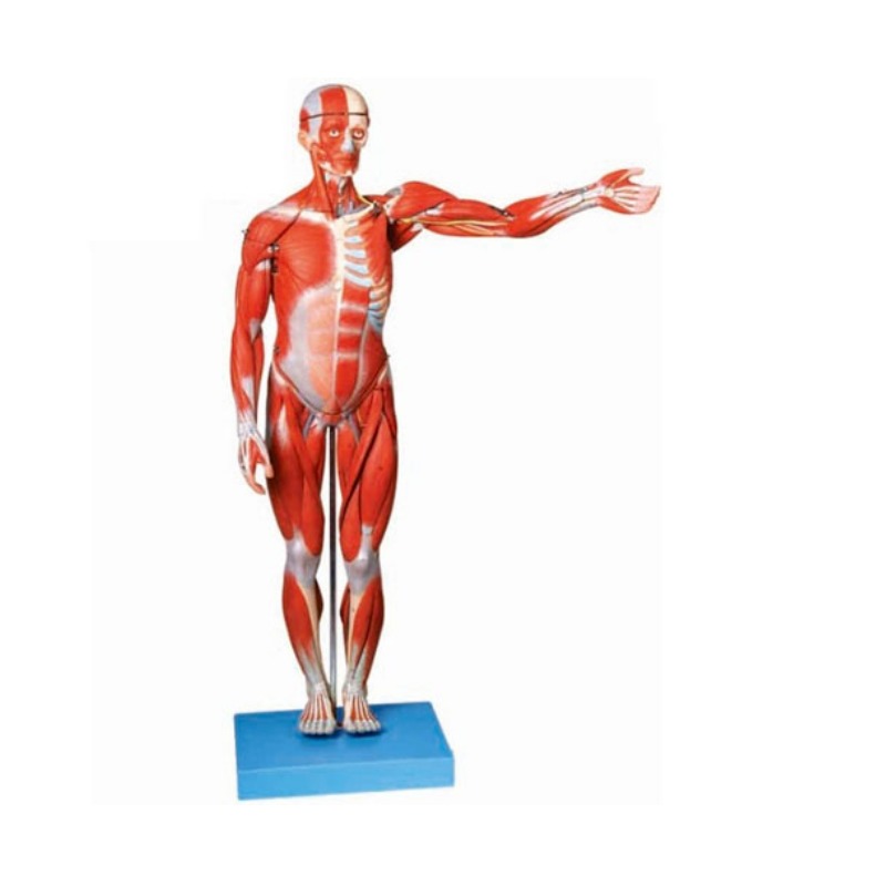 人体全身肌肉解剖模型实训考核装置  人体全身肌肉解剖模型实训设备 人体全身肌肉解剖模型综合实训台图片