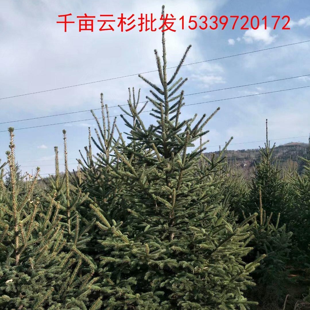 甘肃云杉-落地冠云杉树苗-2米3米4米云杉绿化西藏林芝
