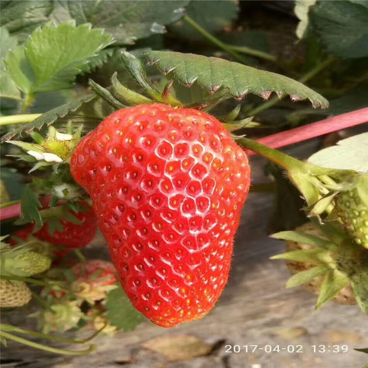 草莓苗种植基地 甜查理草莓苗价格 兴红农业出售甜查理草莓苗图片