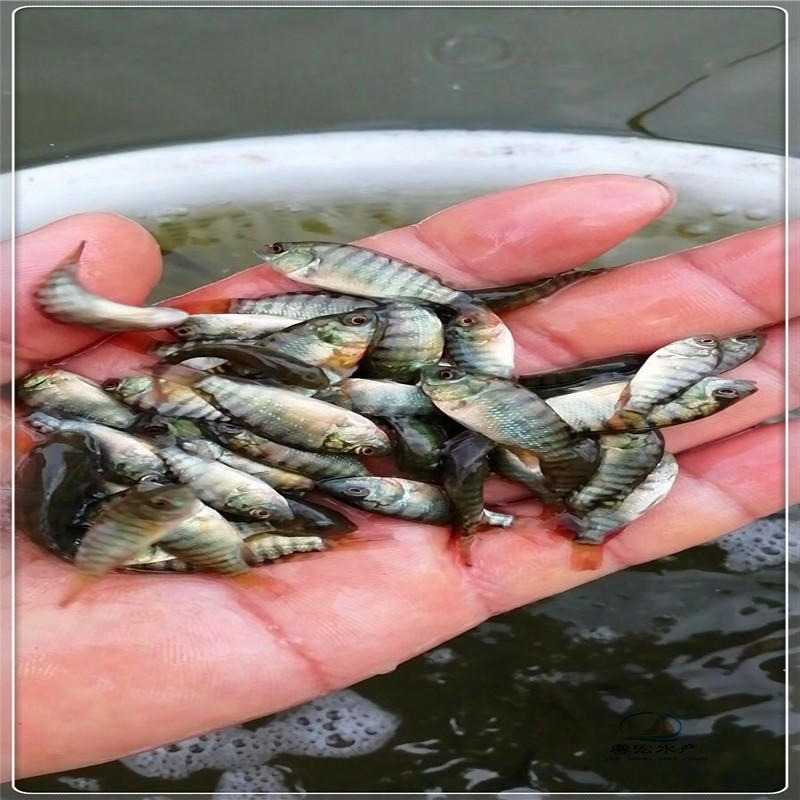 粤宏水产有罗非鱼苗出售 生长速度快非洲罗非鱼苗图片