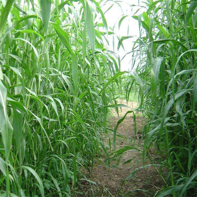 墨西哥米草种子 出芽率高生长速度快 通凯养殖 进口墨西哥玉草 墨西哥草出售