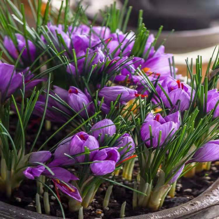 紫藤种子  供应藏红花种子种球茎 藏红花种子四季开花药用盆栽植 同创药材