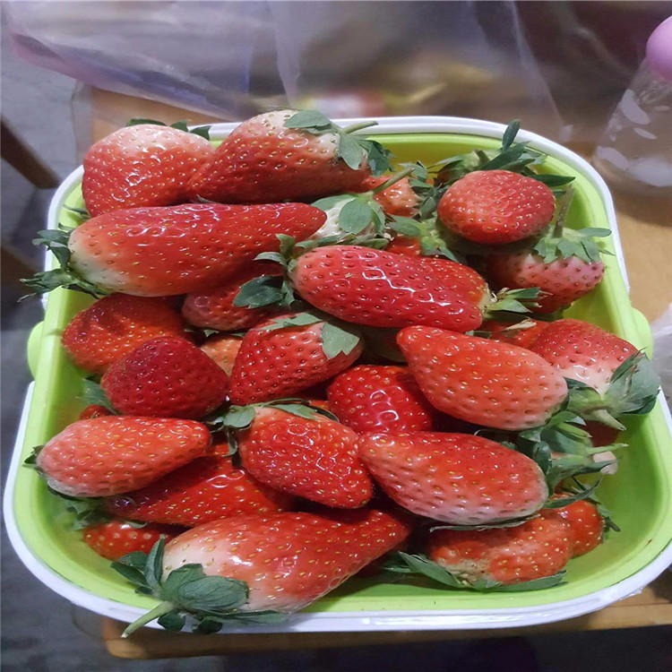 草莓苗当年结果 奶油草莓苗 四季草莓苗 丰香草莓苗 草莓苗照片