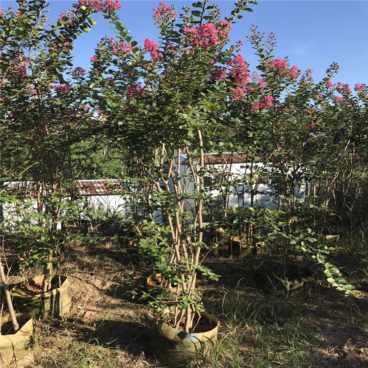 丛生多杆紫薇树苗又名百日红 进口红火箭 花期超长绿化苗 风景树示例图4
