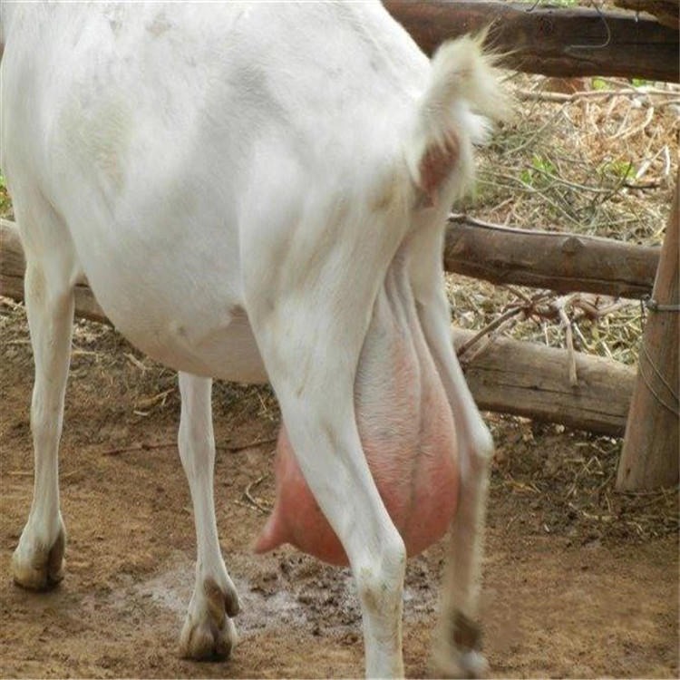 急售奶羊 通凯牧业 云南奶羊基地 免费提供奶羊养殖技术图片