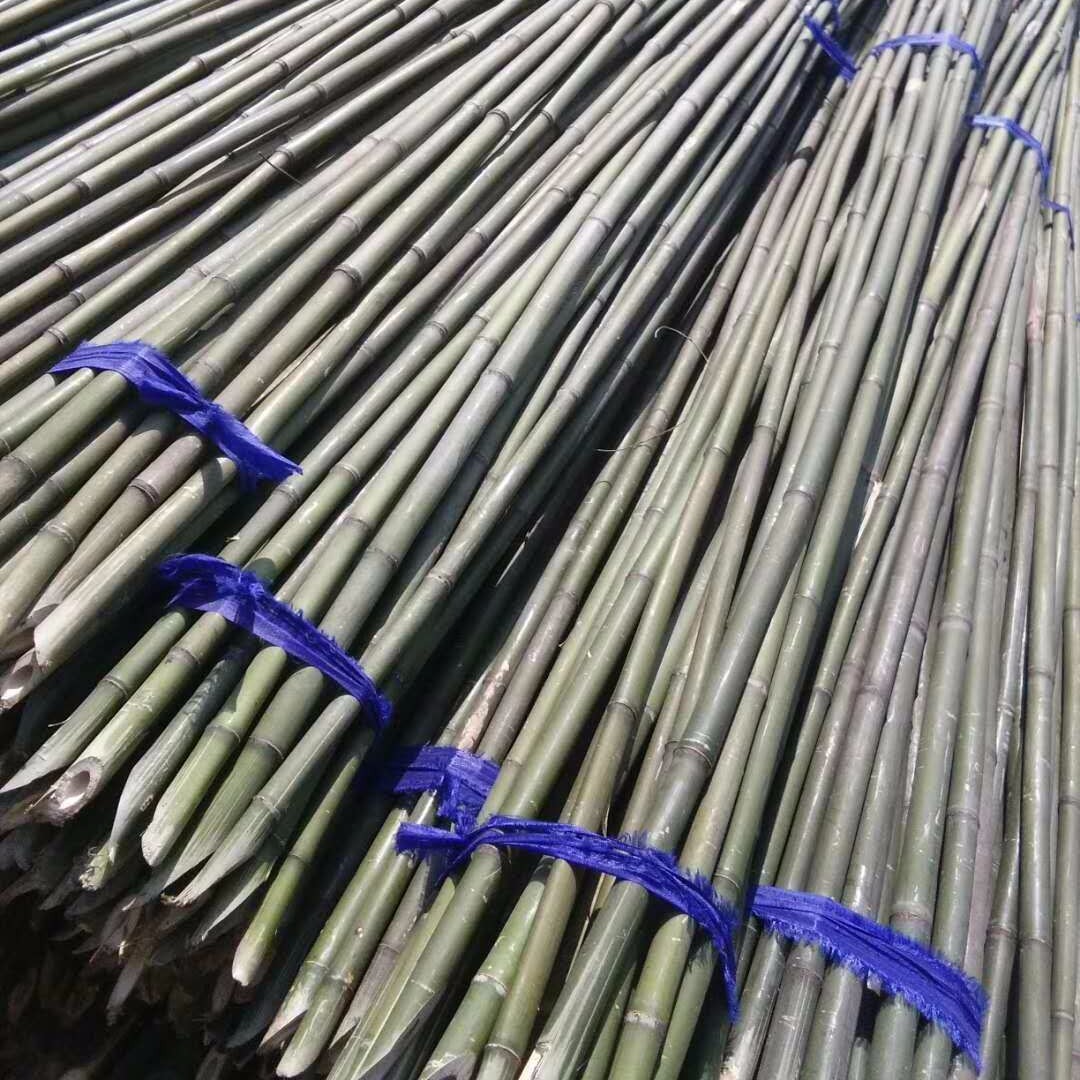 菜架竹厂家 食指粗竹竿 黄瓜 冬瓜架杆 2米 2.5米3米4米长竹秆量大从优