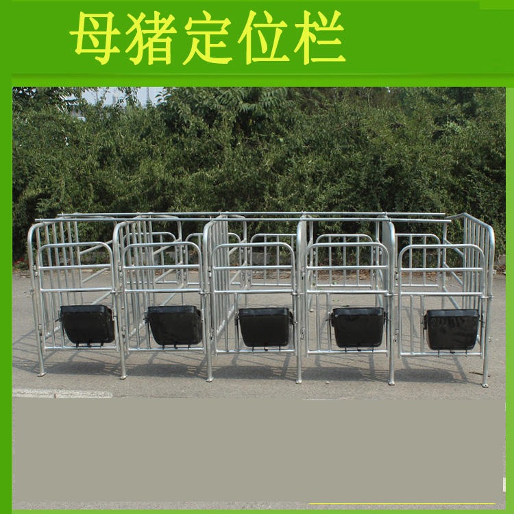 ⑩栏位定位栏质量保证供应亚冠型号齐全的，母猪定位栏，加厚母猪定位栏
